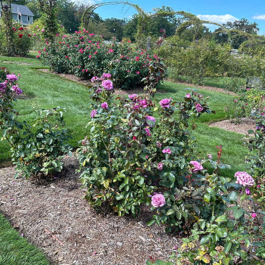Sunbelt® Plum Perfect Rose