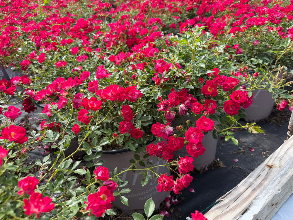 Red Drift roses in containers in bloom |Spotswood Greenery
