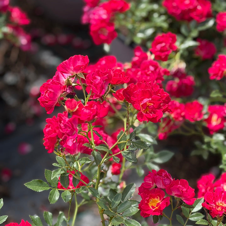 Red Drift roses in bloom |Spotswood Greenery