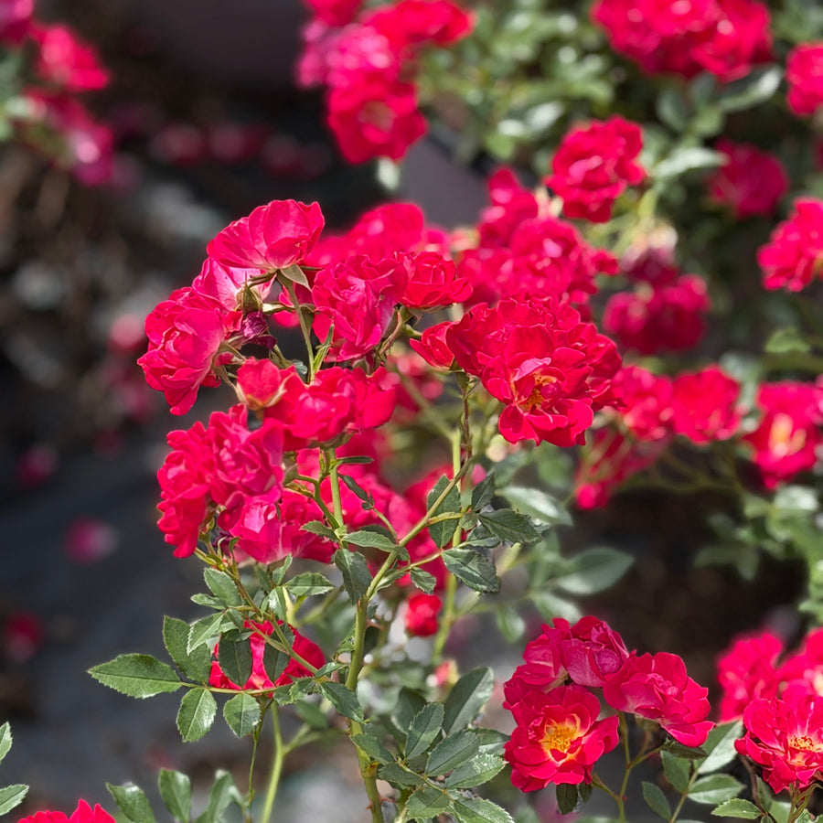 Red Drift roses in bloom |Spotswood Greenery