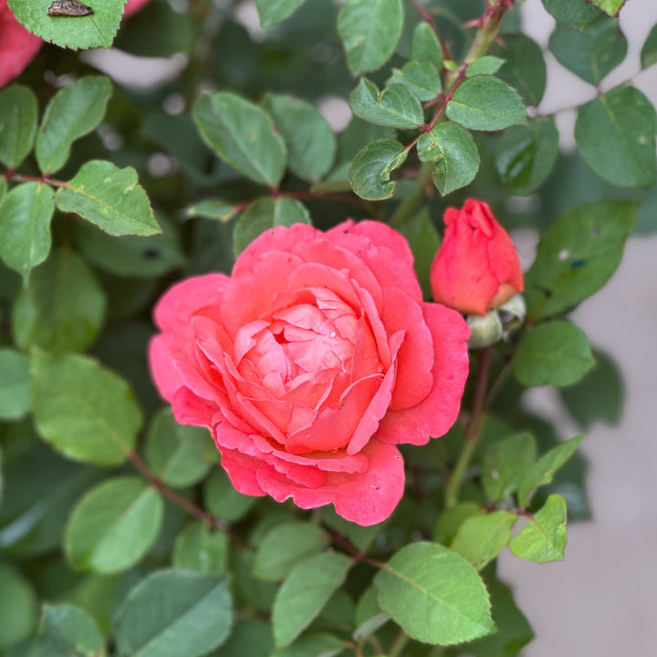 Reminiscent® Coral Rose