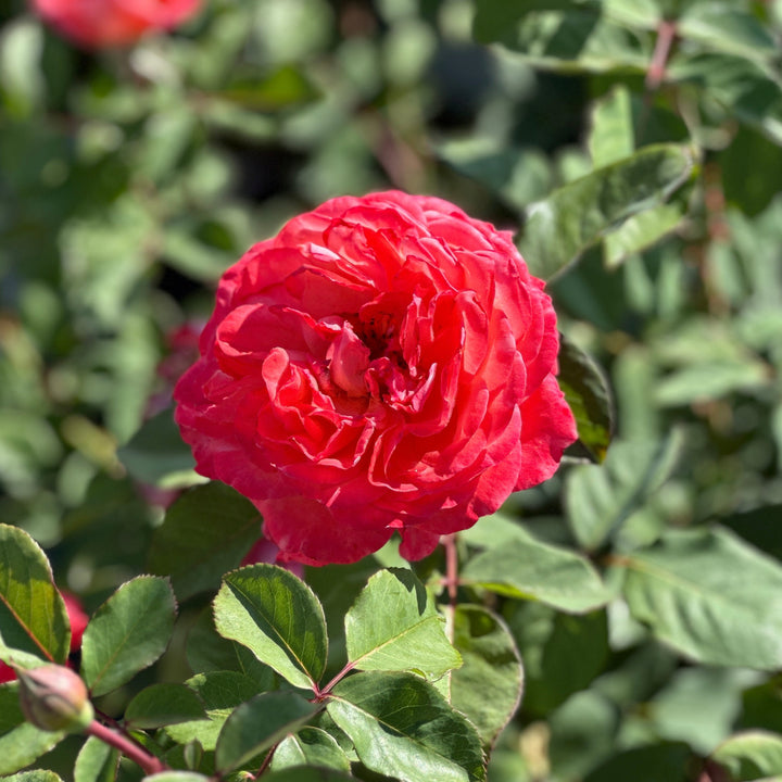 Reminiscent® Coral Rose