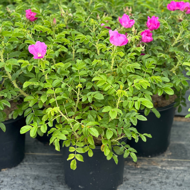Rugosa Rose