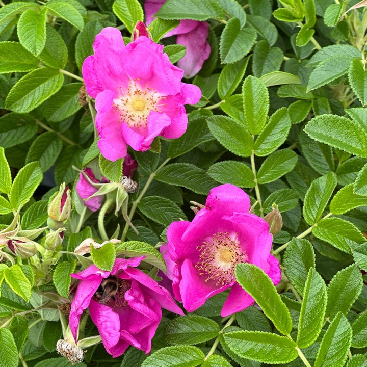 Rugosa Rose