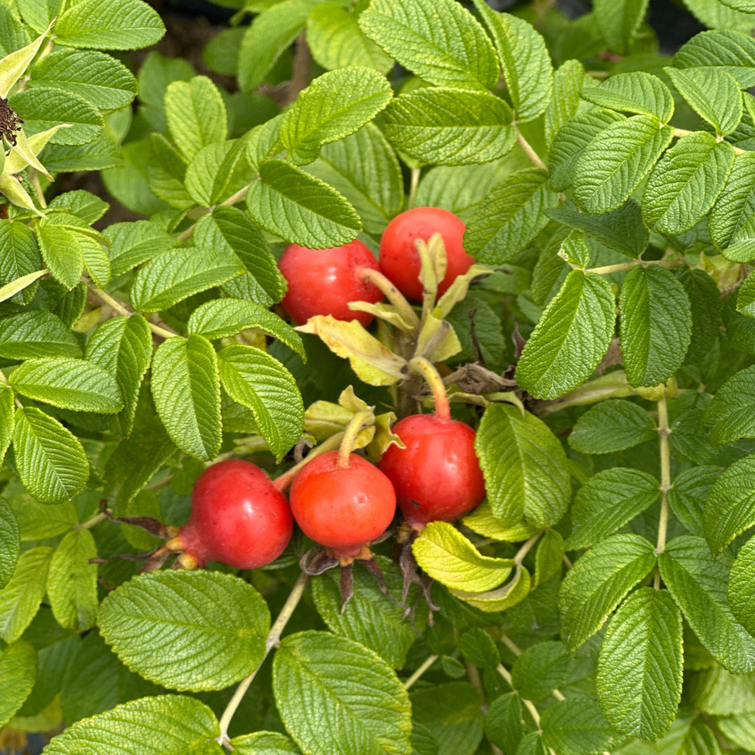 Rugosa Rose