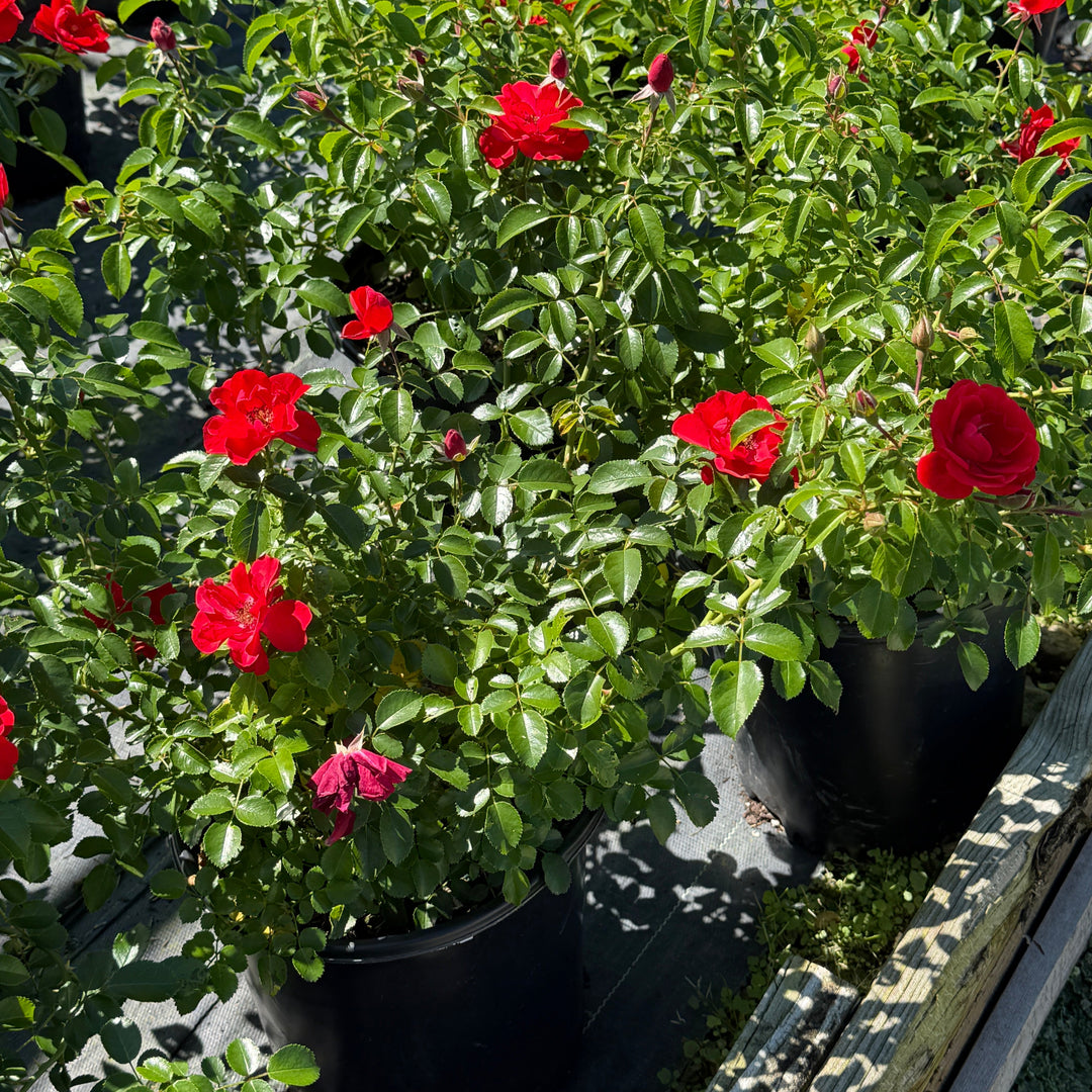 Drift Scarlet rose in bloom |Spotswood Greenery