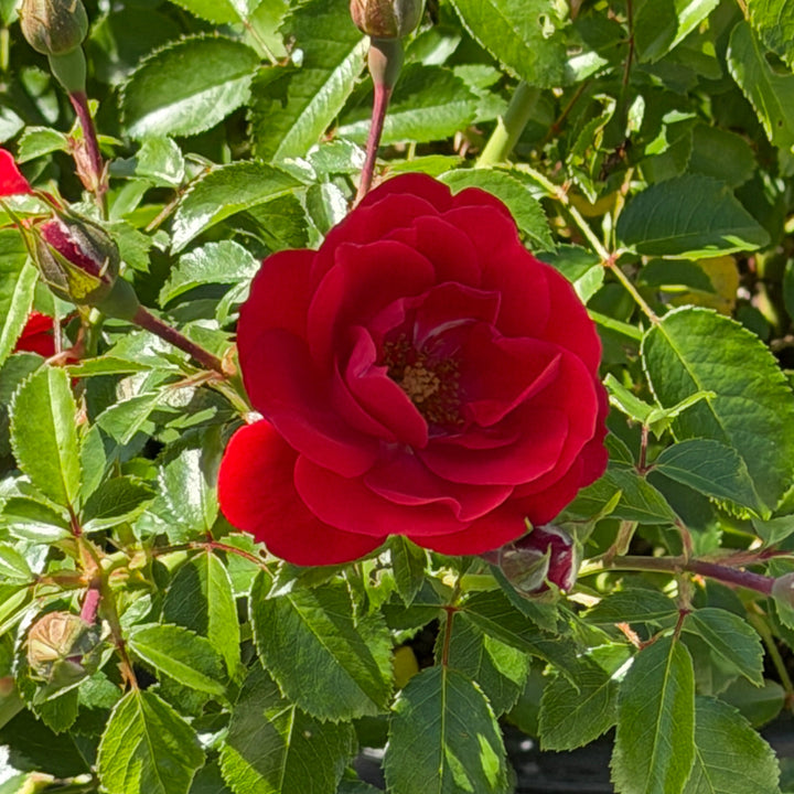 Drift Scarlet rose in bloom |Spotswood Greenery