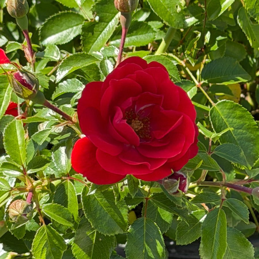 Drift Scarlet rose in bloom |Spotswood Greenery