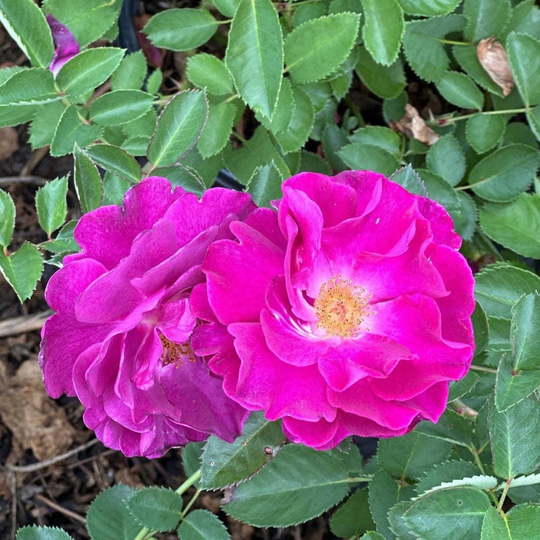 Showpiece™ Purple Rose |Spotswood Greenery