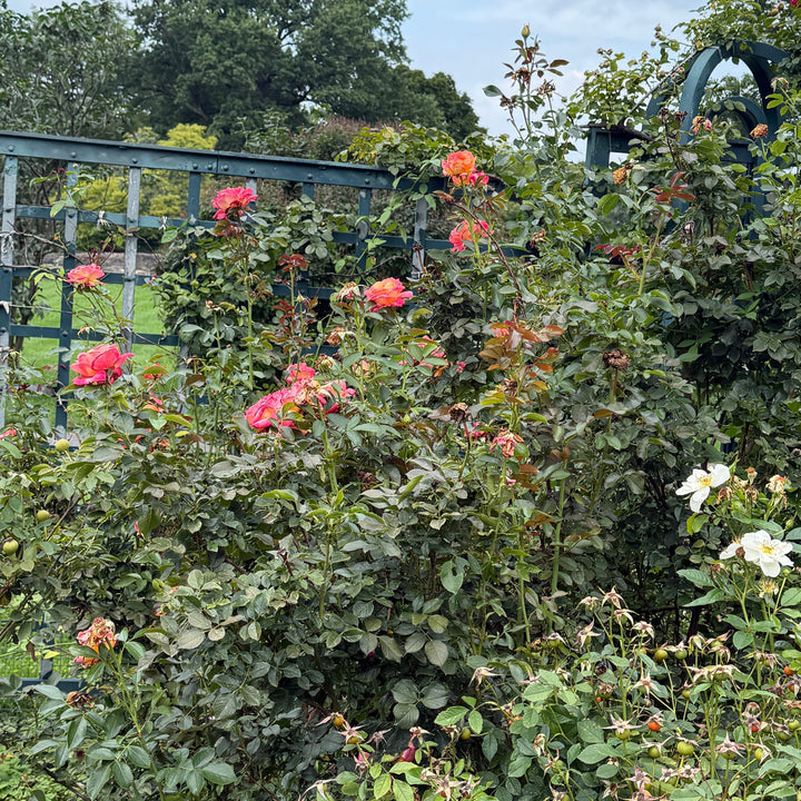 sunset horizon rose in bloom |Spotswood Greenery