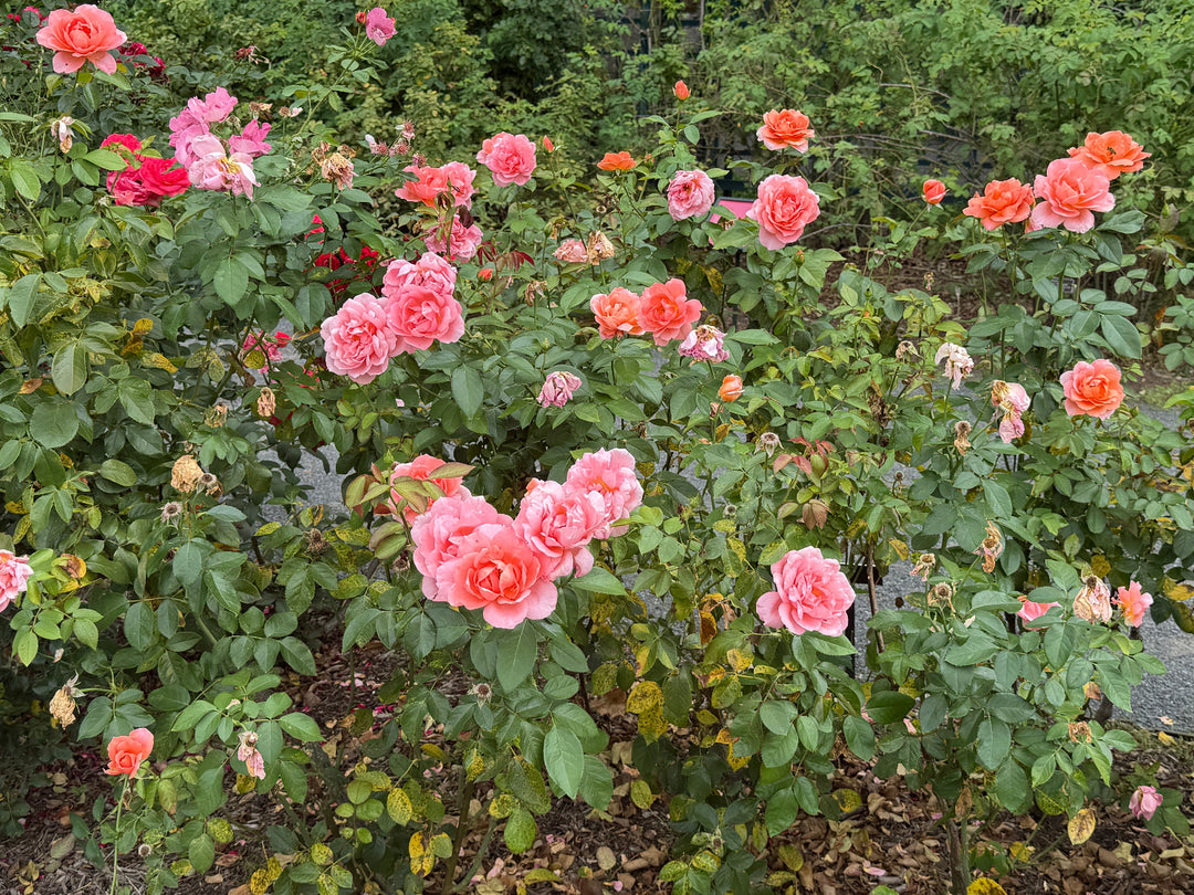 sweet fragrance rose in bloom |Spotswood Greenery