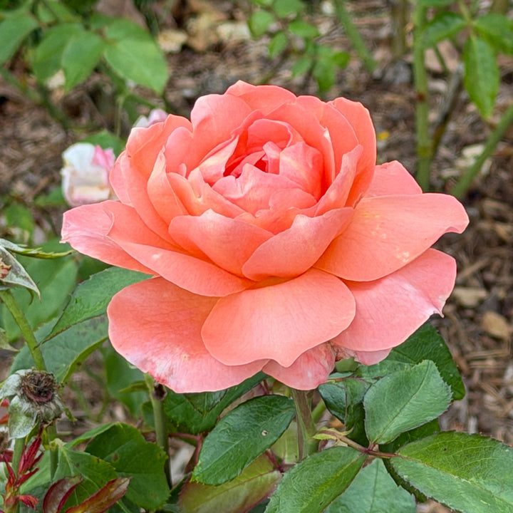 sweet fragrance rose in bloom |Spotswood Greenery