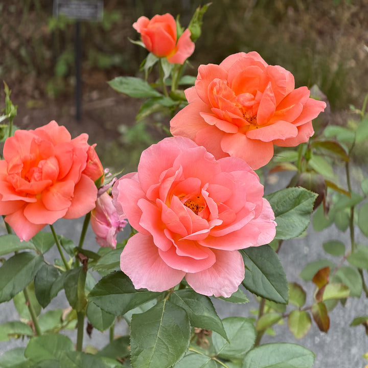 sweet frangrance rose in bloom |Spotswood Greenery