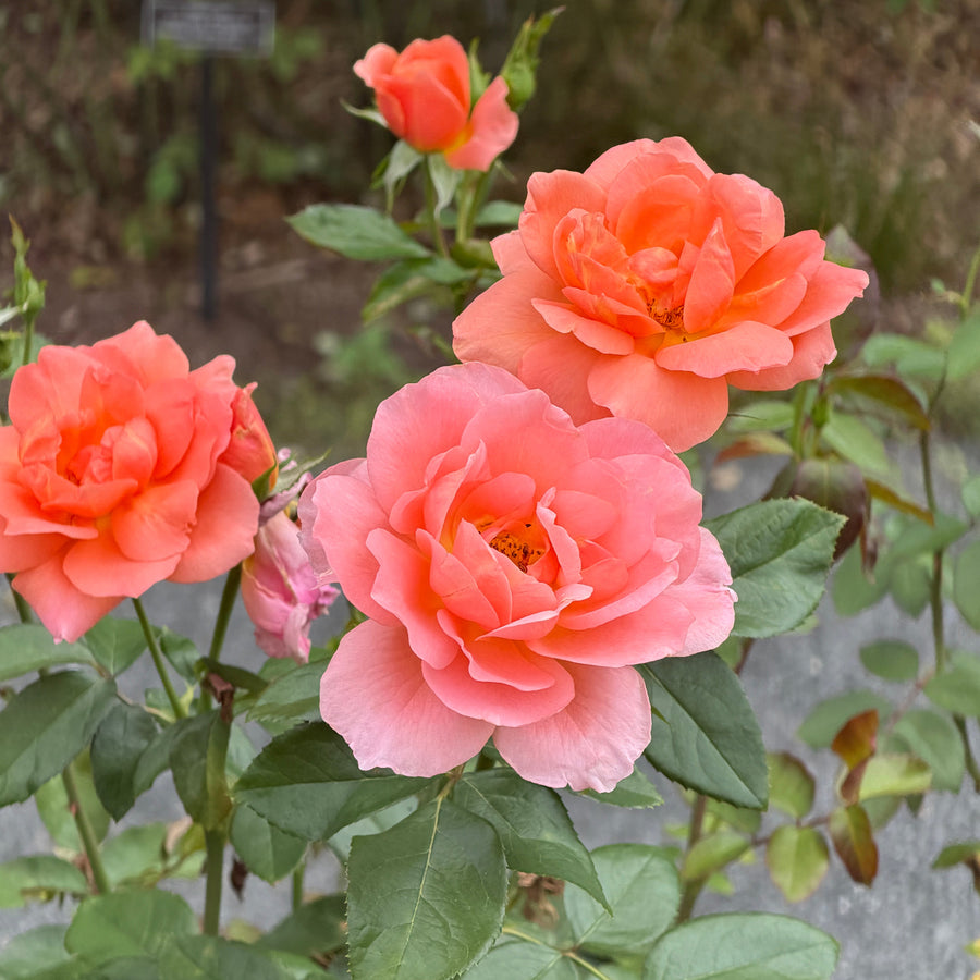 sweet frangrance rose in bloom |Spotswood Greenery