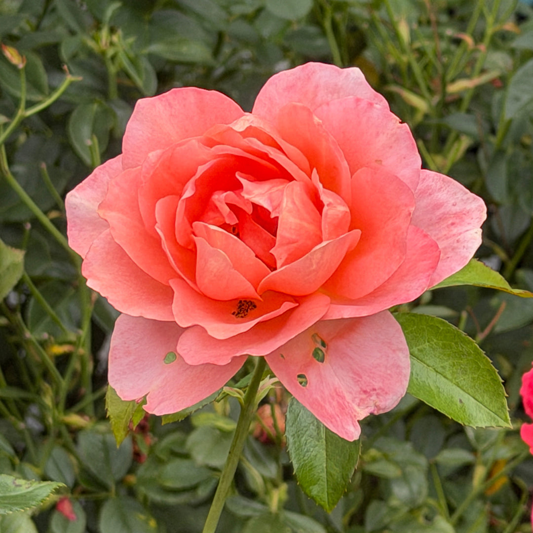 sweet fragrance rose in bloom |Spotswood Greenery