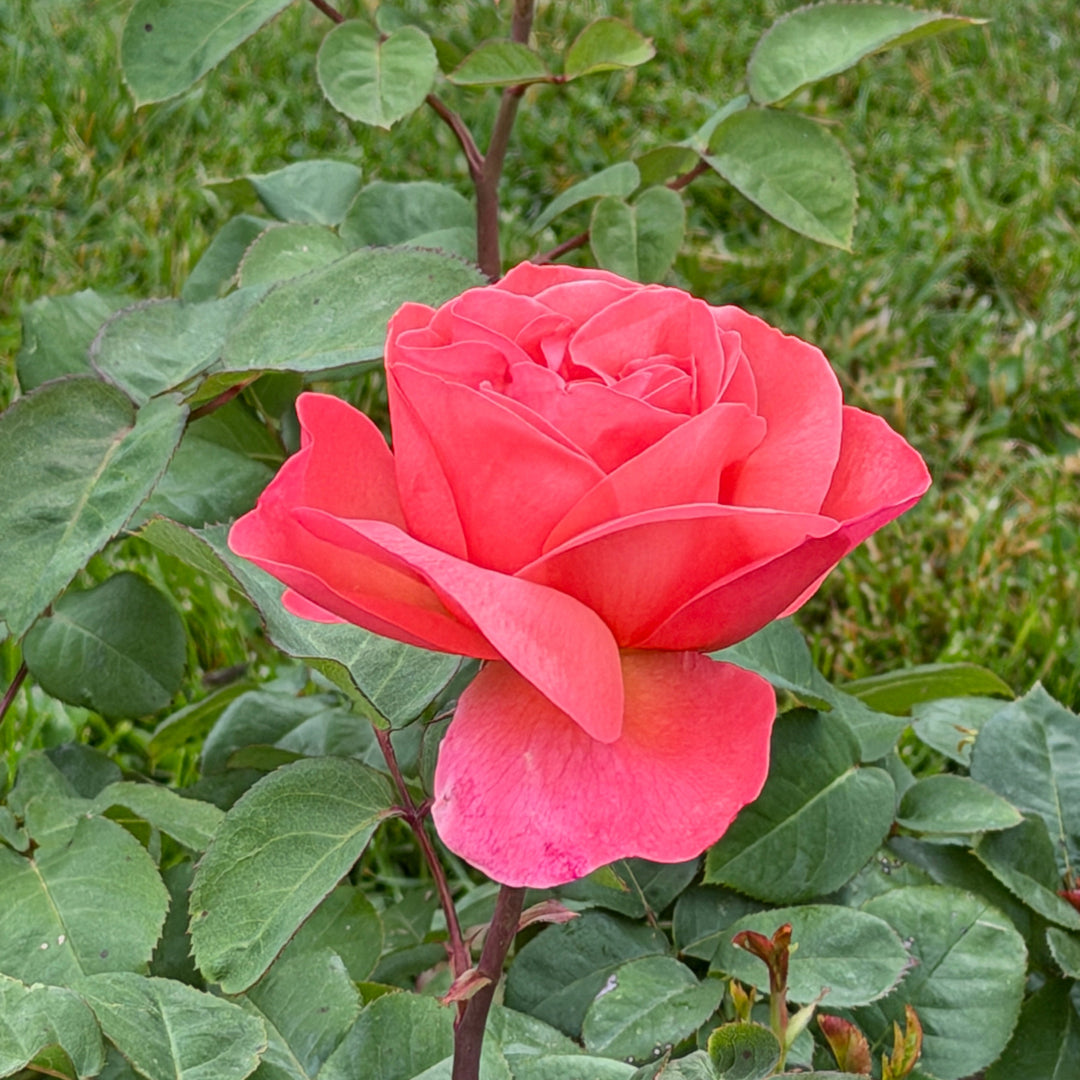 pink rose closeup |Spotswood Greenery