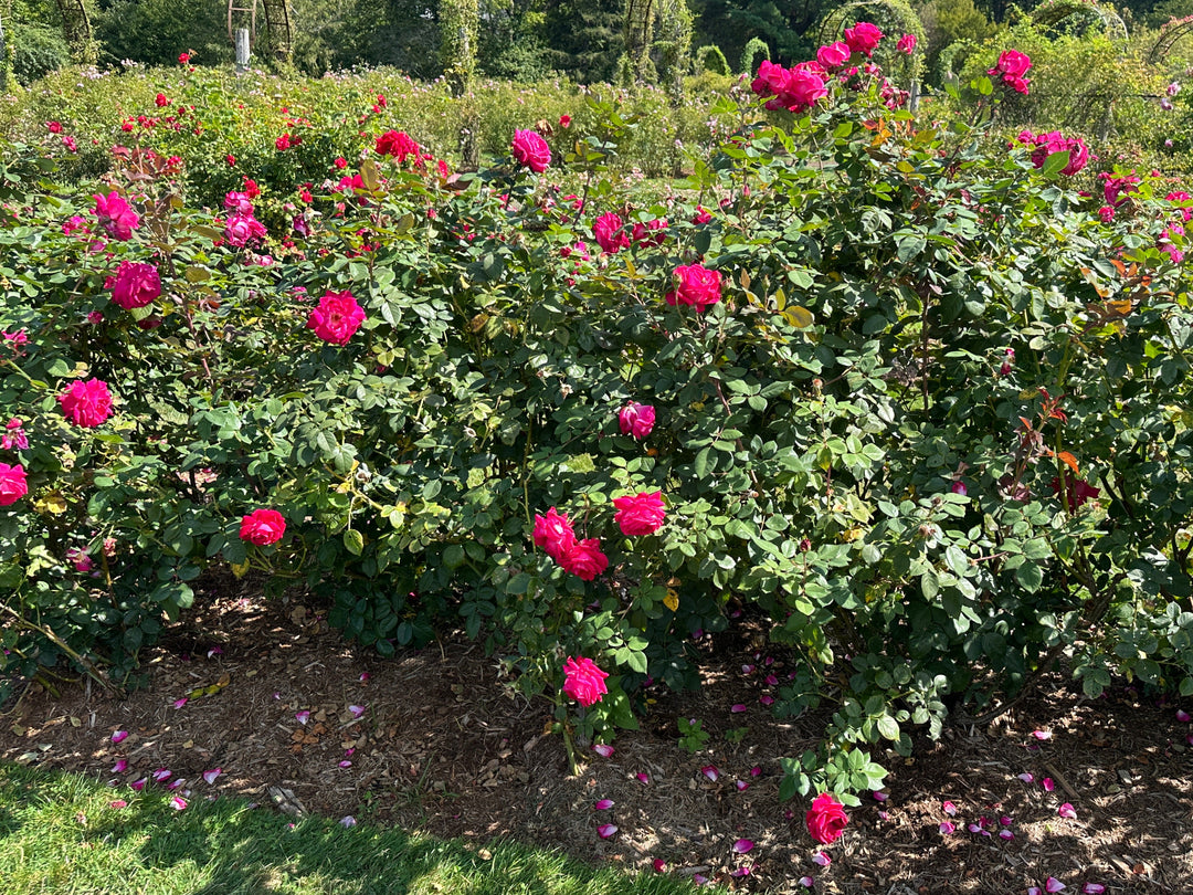 Sweet Spirit Rose
