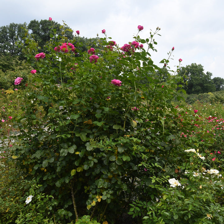 True Gratitude climbing rose in bloom |Spotswood Greenery
