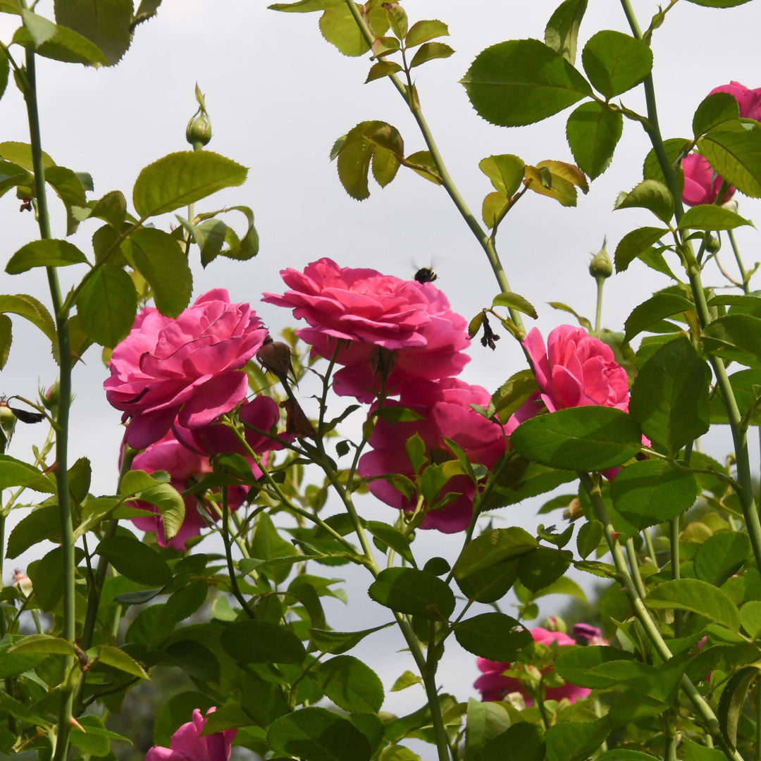 True Gratitude climbing rose in bloom |Spotswood Greenery