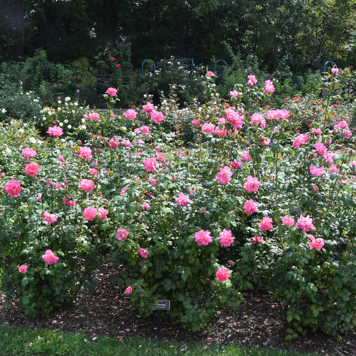True inspiration Rose in Bloom |Spotswood Greenery