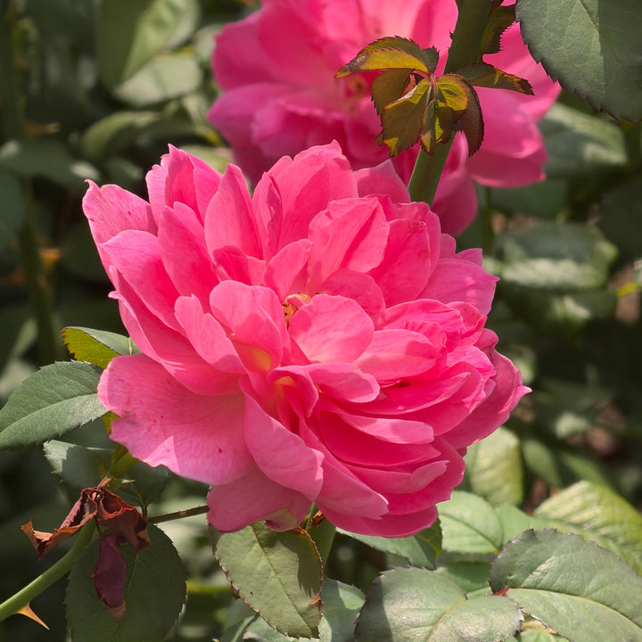 True inspiration Rose in Bloom |Spotswood Greenery