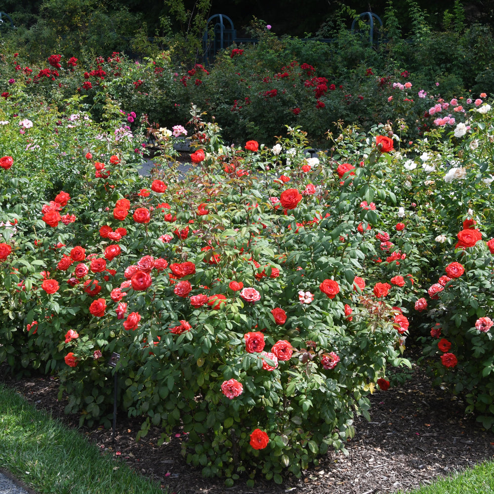 True Passion Rose in bloom |Spotswood Greenery