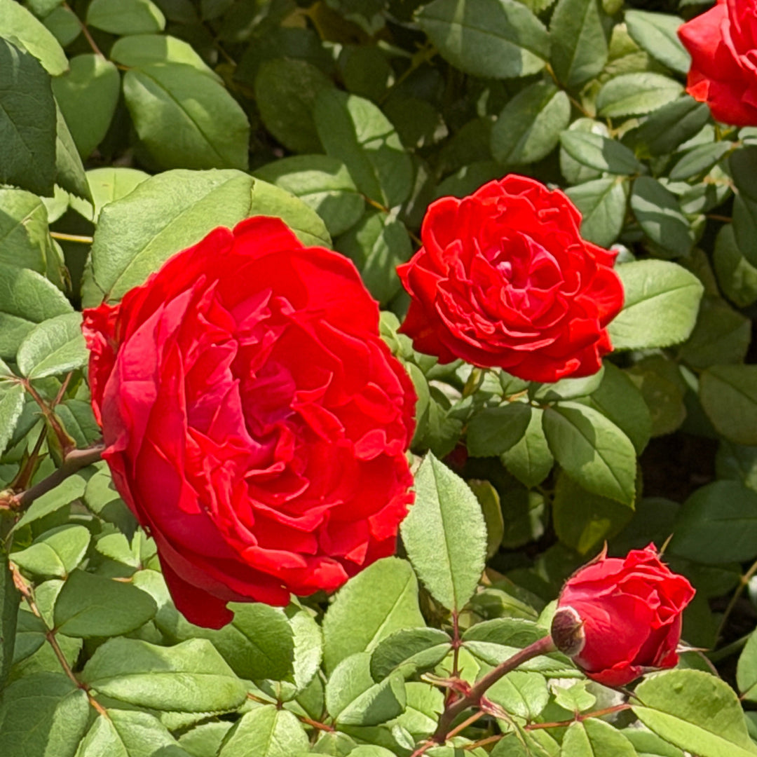 True Passion Rose in bloom |Spotswood Greenery