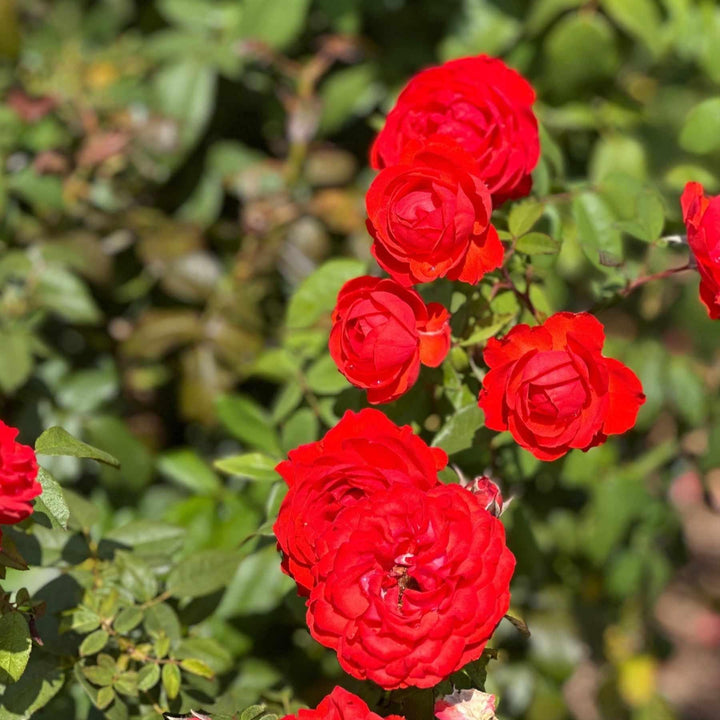 True Bloom True Passion Hybrid Tea Shrub Rose