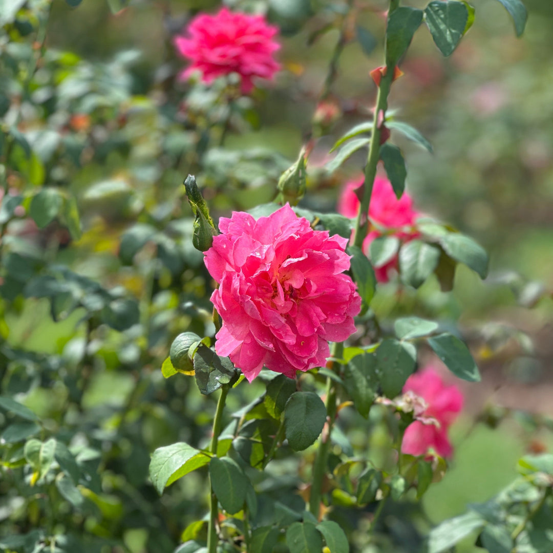 True inspiration rose |Spotswood Greenery