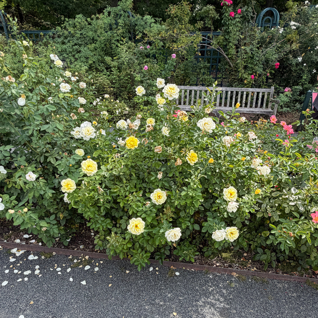 Yellow Submarine Easy Elegance® Rose |Spotswood Greenery