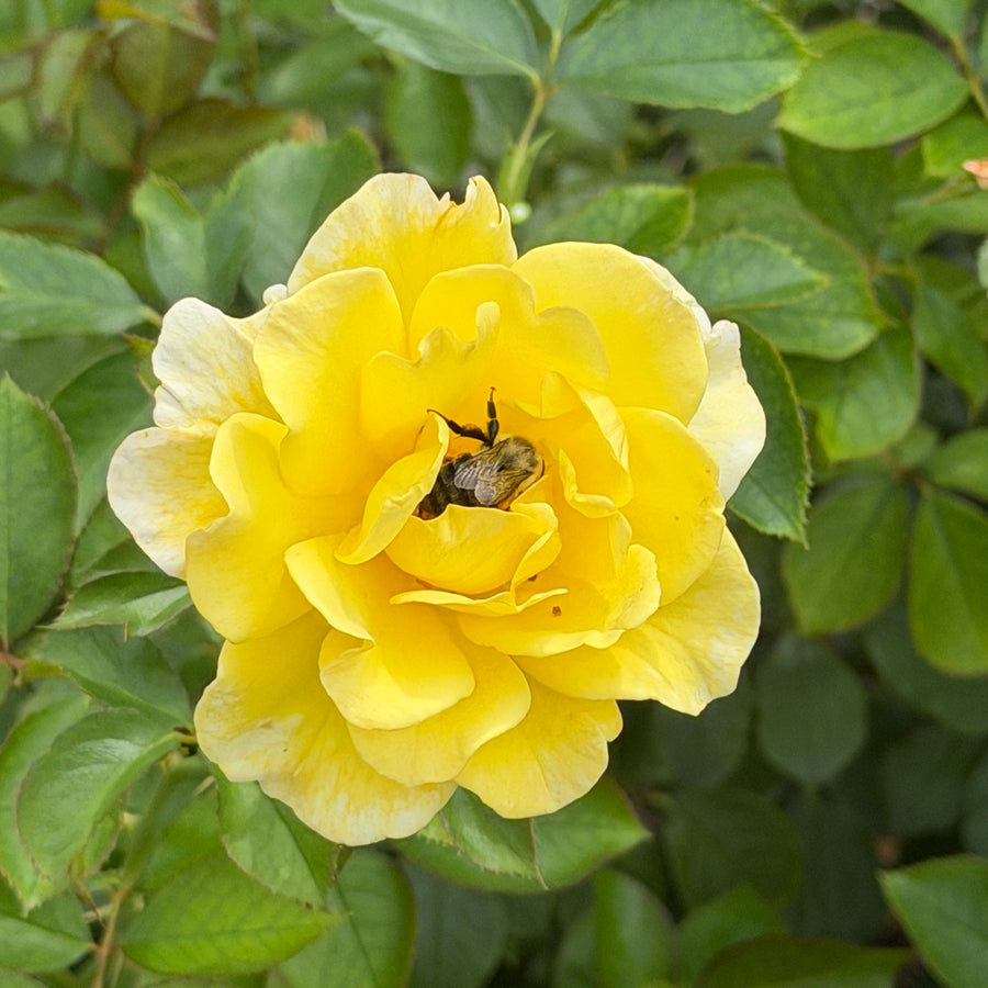Yellow Submarine Easy Elegance® Rose |Spotswood Greenery
