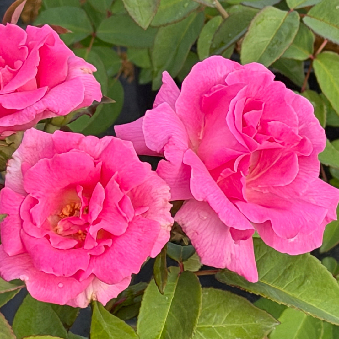 Zephirine Drouhin Climbing Rose |Spotswood Greenery