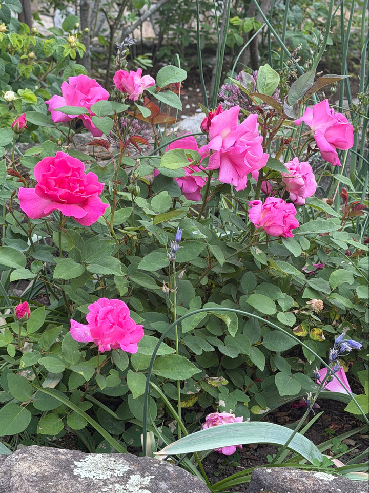 Zephirine Drouhin Climbing Rose |Spotswood Greenery