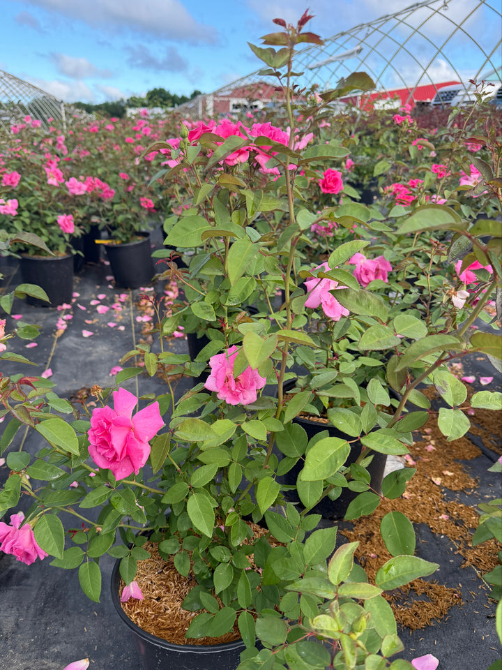 Zephirine Drouhin Climbing Rose |Spotswood Greenery