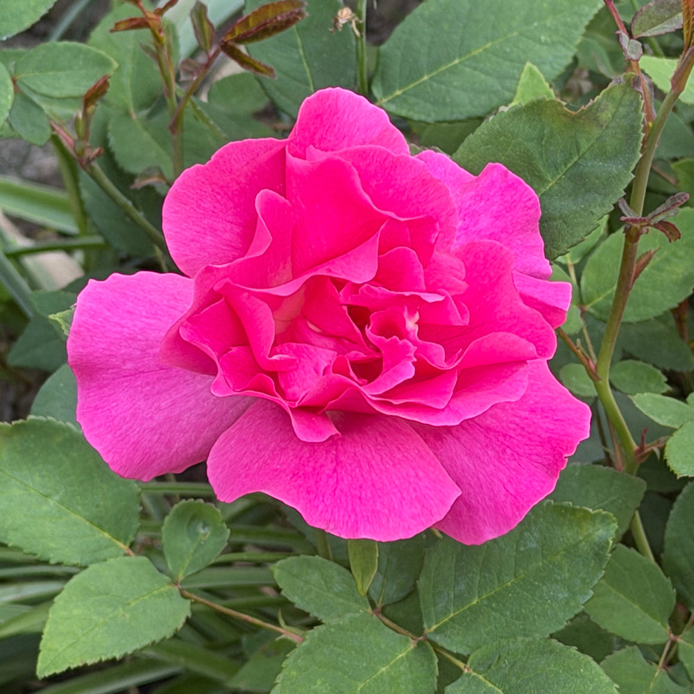 Zephirine Drouhin Climbing Rose |Spotswood Greenery