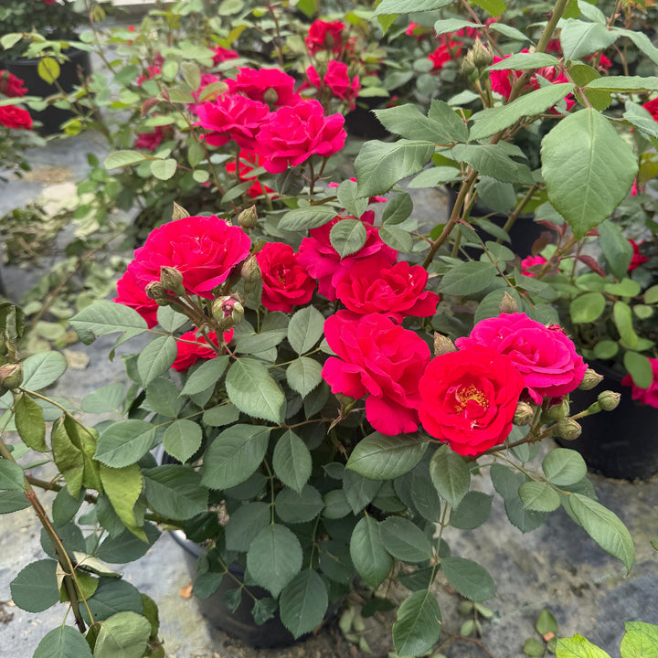 Blaze Climbing Rose |Spotswood Greenery