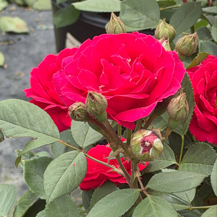 Blaze Climbing Rose |Spotswood Greenery