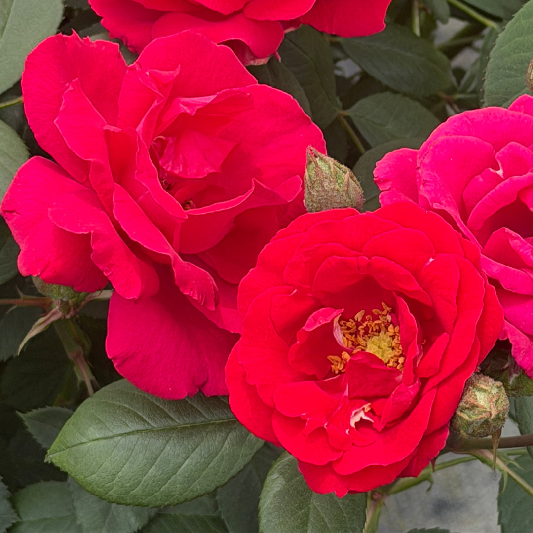 Blaze Climbing Rose |Spotswood Greenery