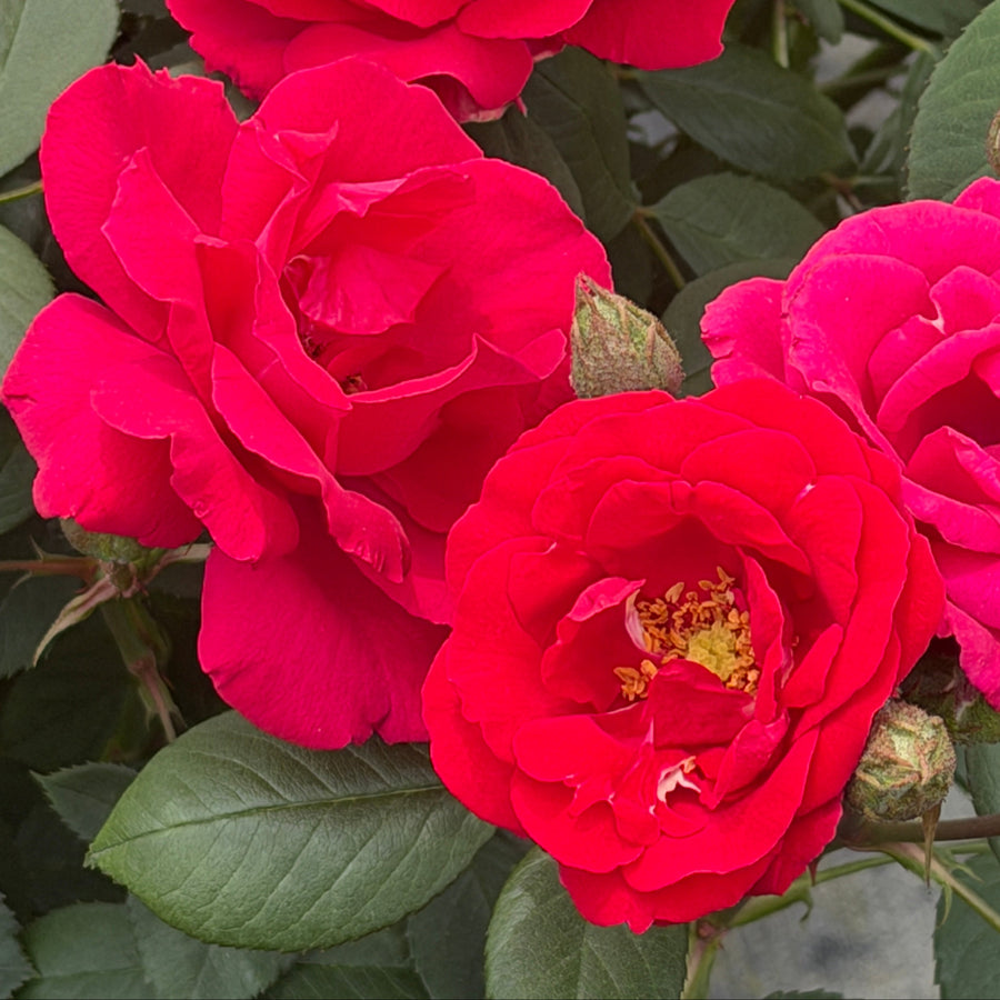 Blaze Climbing Rose |Spotswood Greenery