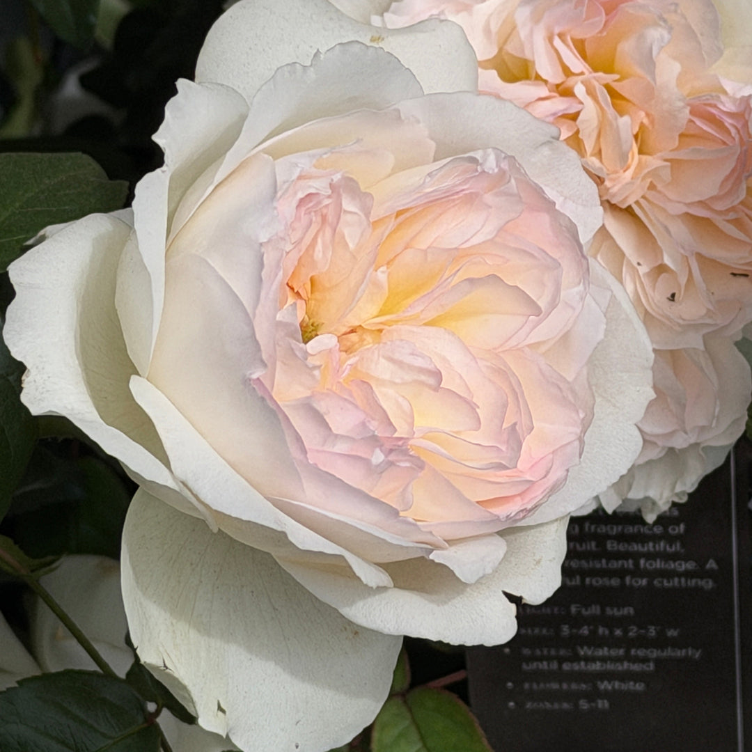 Bolero Rose |Spotswood Greenery