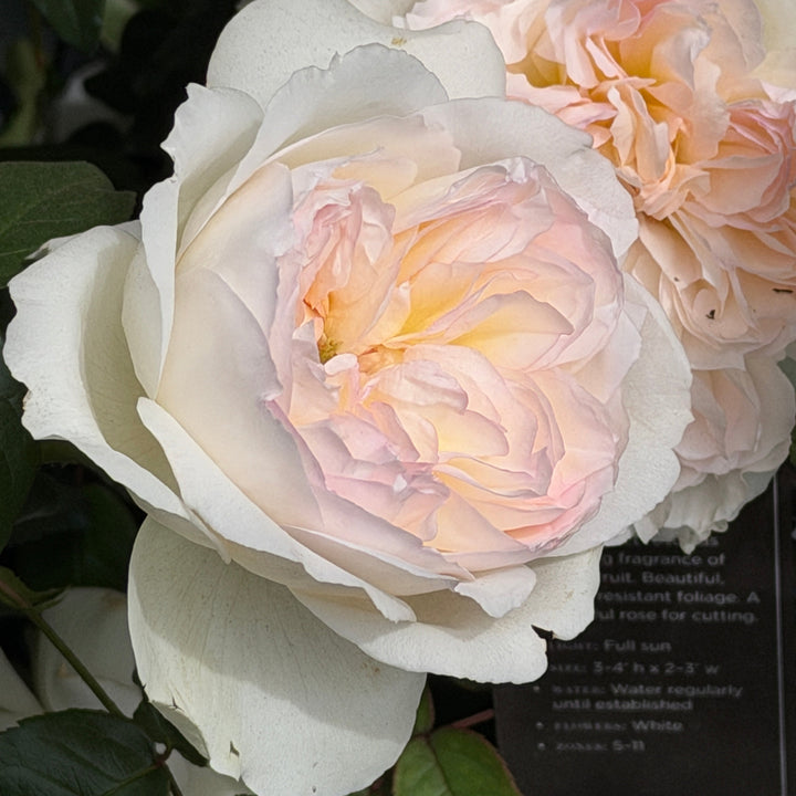 Bolero Rose |Spotswood Greenery