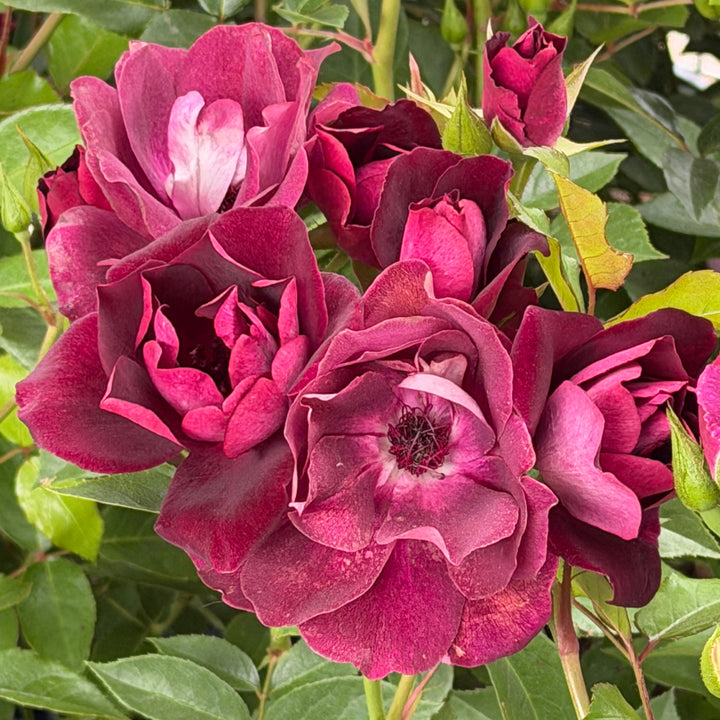 Burgundy Iceberg Floribunda Rose |Spotswood Greenery