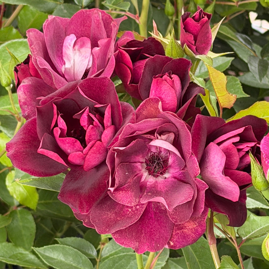 Burgundy Iceberg Floribunda Rose |Spotswood Greenery