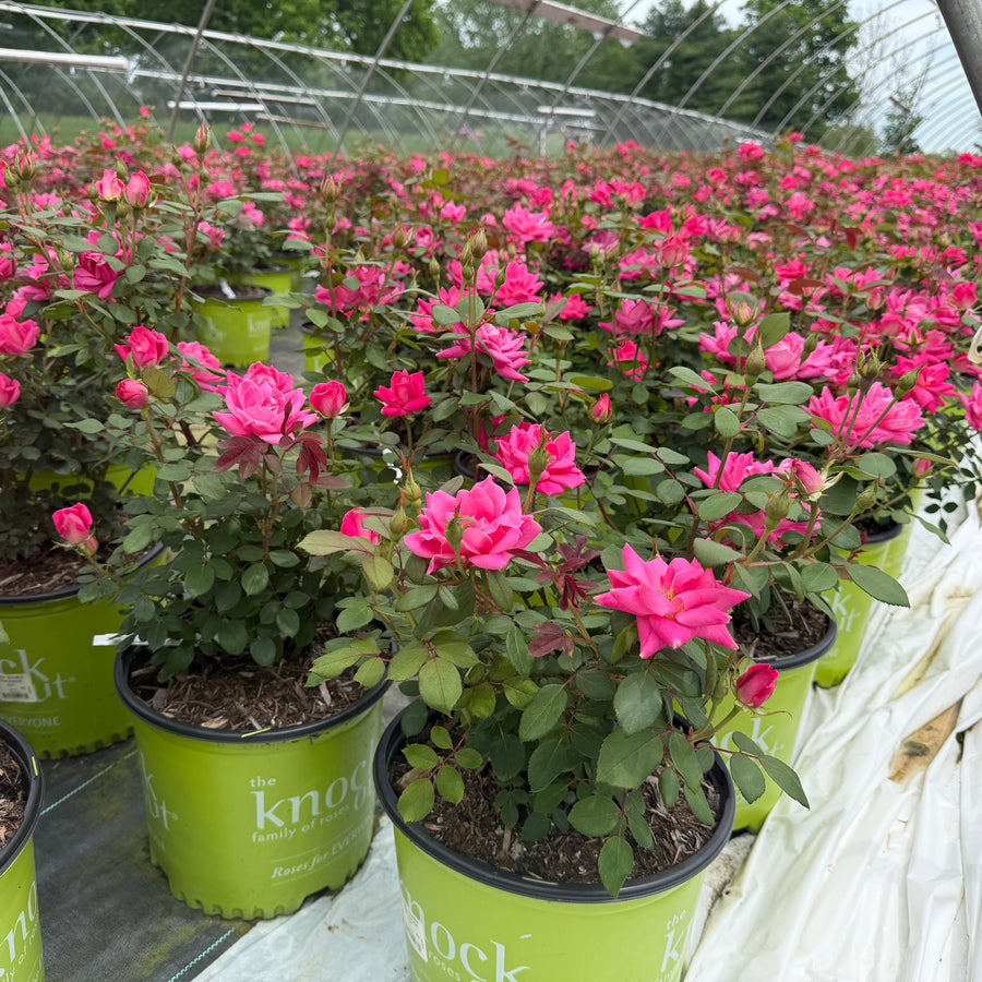 Double Pink Knock Out® Rose |Spotswood Greenery