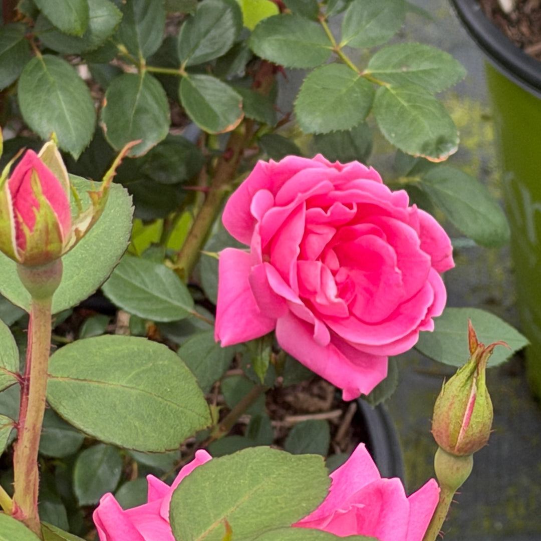 Double Pink Knock Out® Rose |Spotswood Greenery