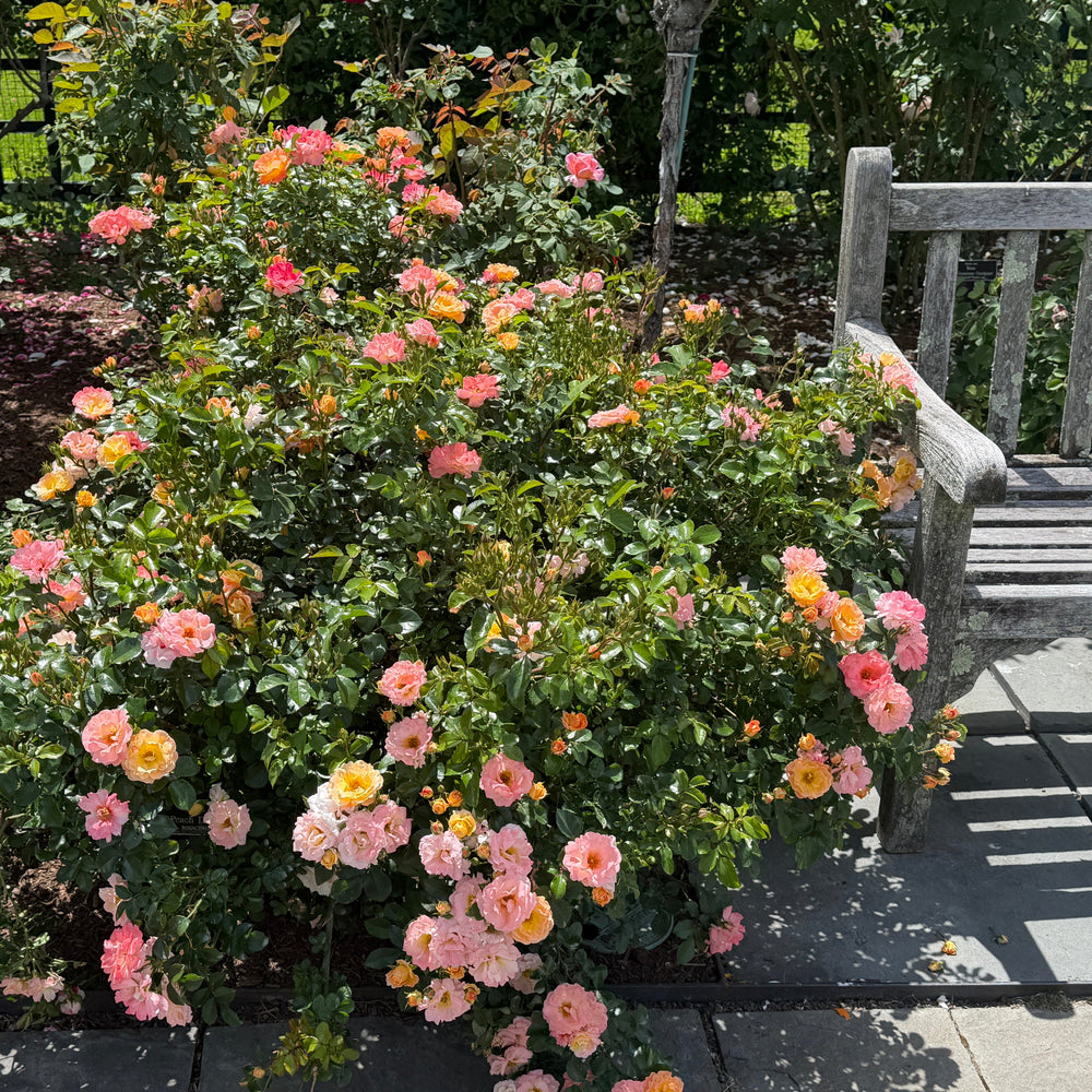 drift peach rose in bloom |Spotswood Greenery