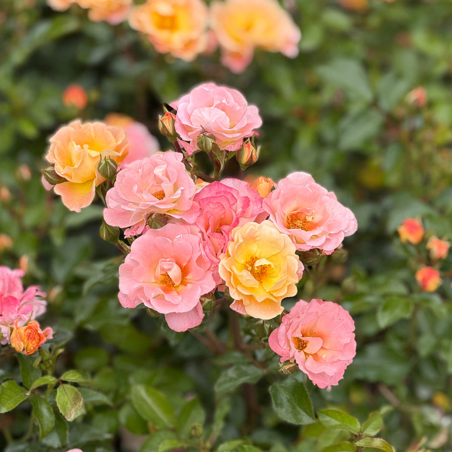 drift peach rose in bloom |Spotswood Greenery