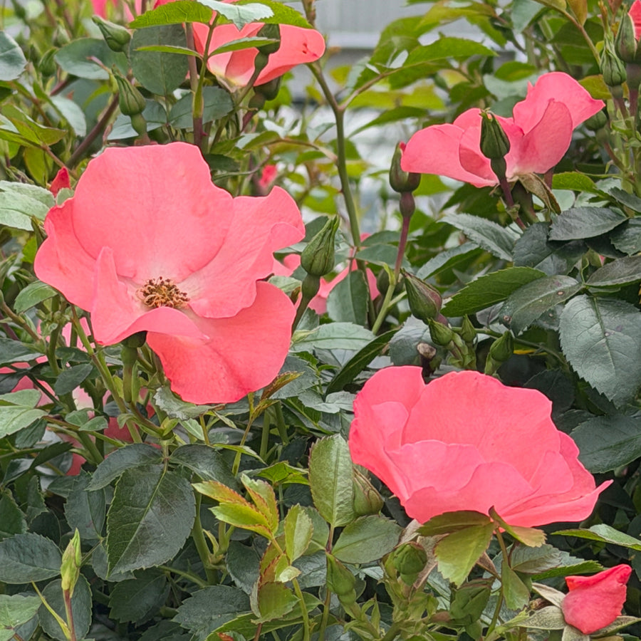 coral carpet rose |Spotswood Greenery