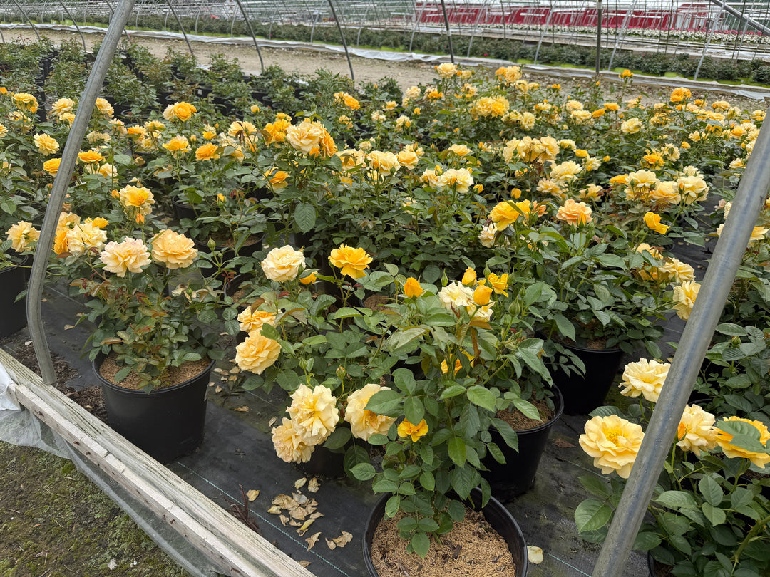 Julia Child Rose |Spotswood Greenery