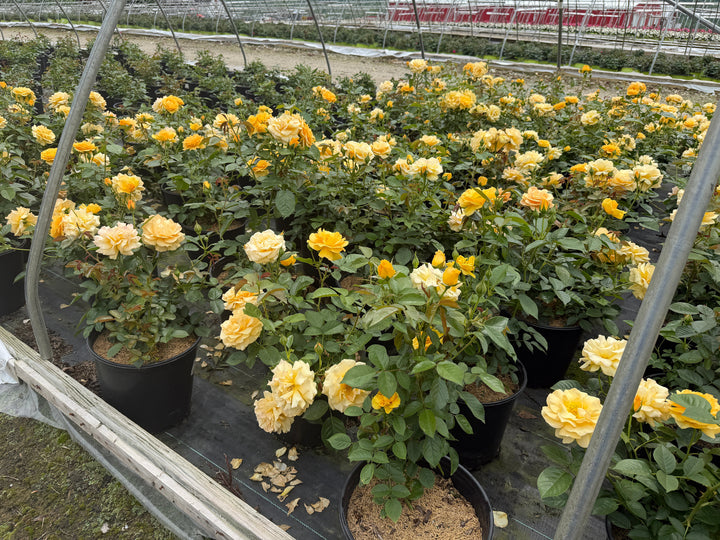 Julia Child Rose |Spotswood Greenery